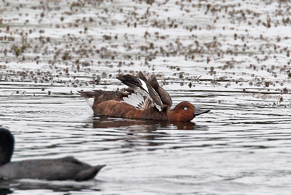 Ferruginous Duck