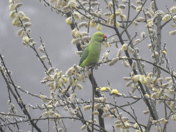 Ring-necked Parakeet