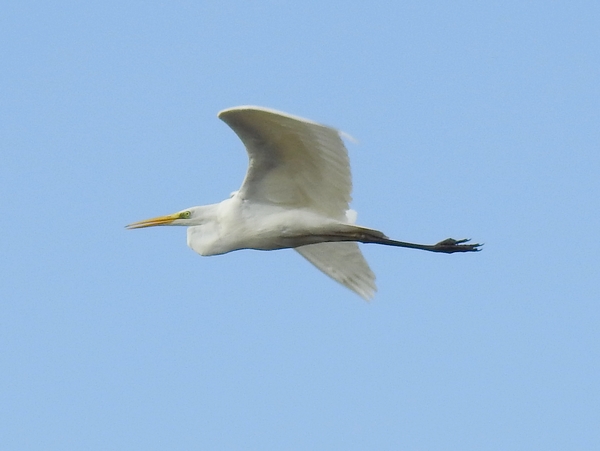 Great White Egret