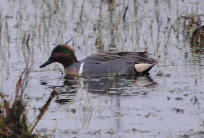 Green-winged Teal