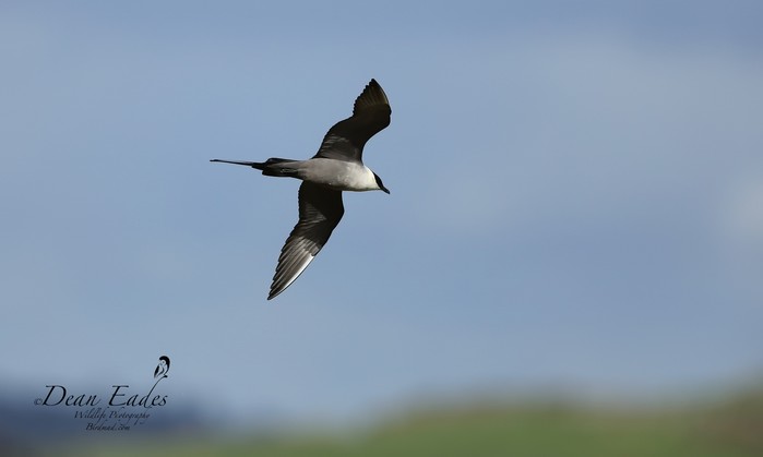 Long-tailed Skua