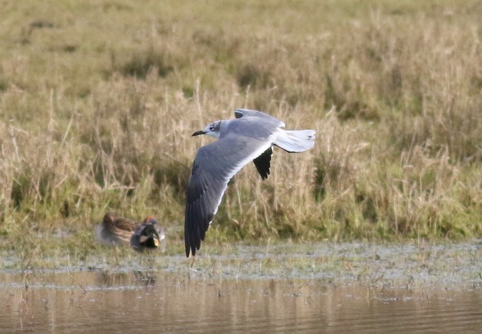Laughing Gull