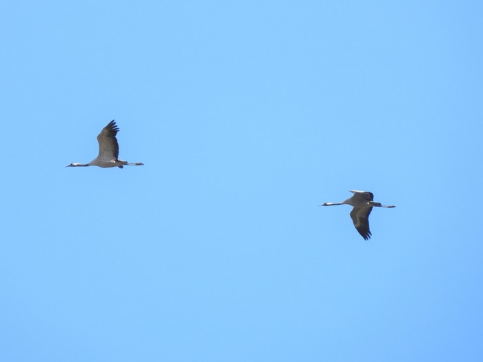 Common Crane