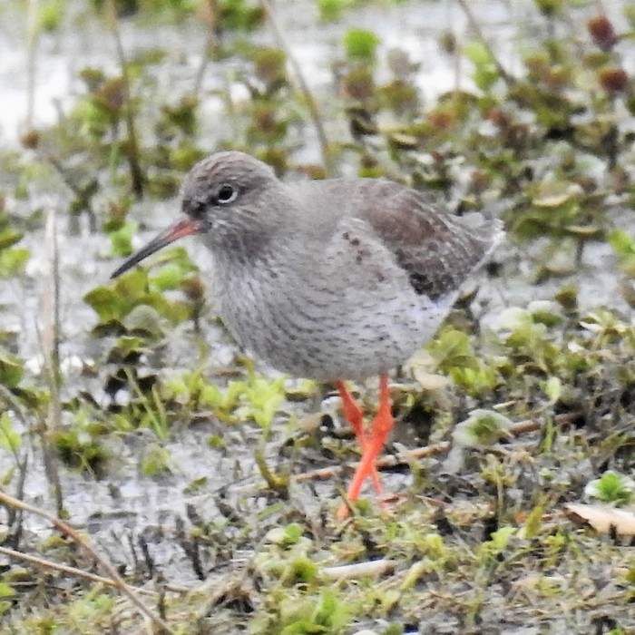 Redshank