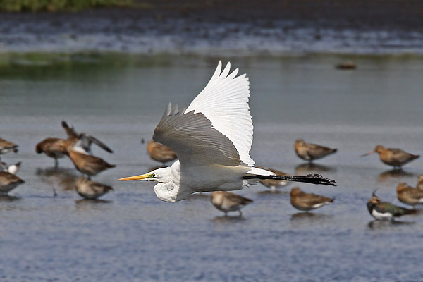 Great White Egret