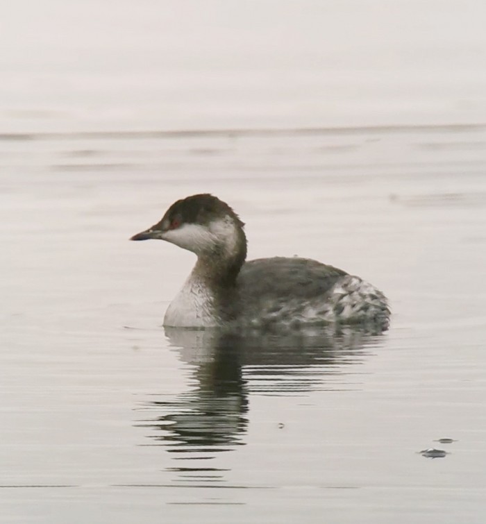 Slavonian Grebe
