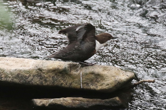 Dipper