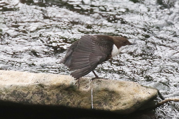 Dipper
