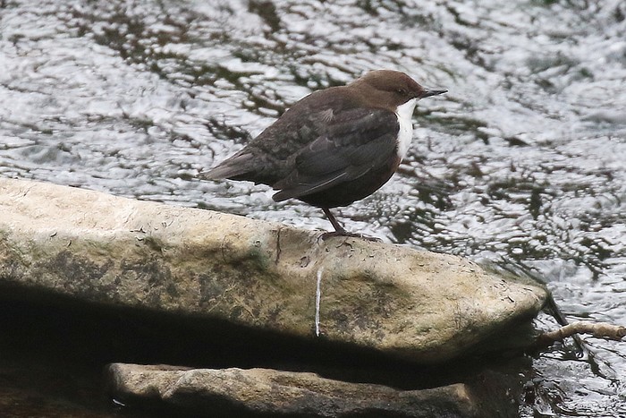 Dipper