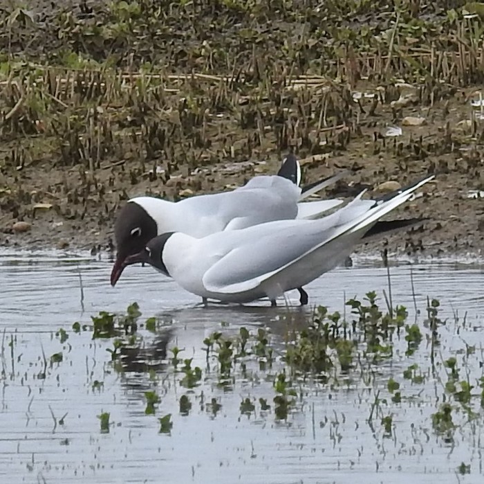 Black-headed Gull