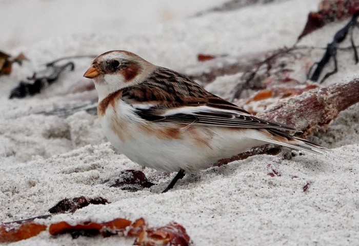 Snow Bunting