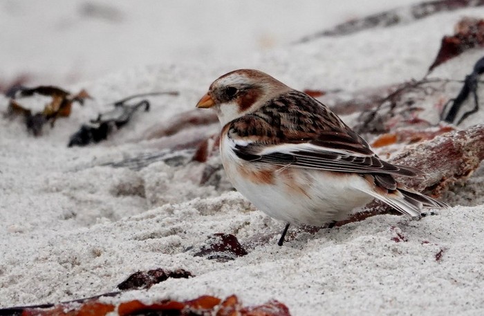 Snow Bunting