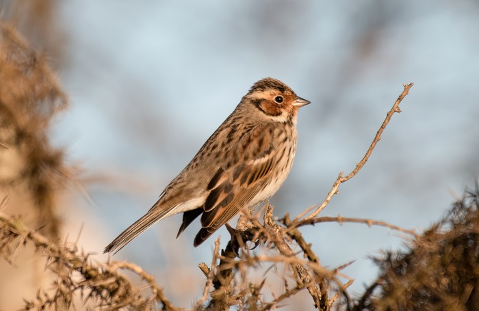Little Bunting