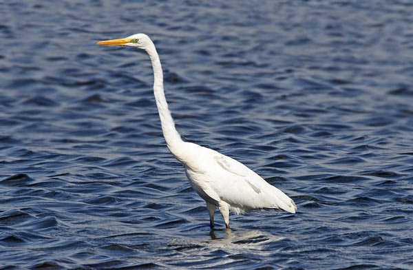 Great White Egret
