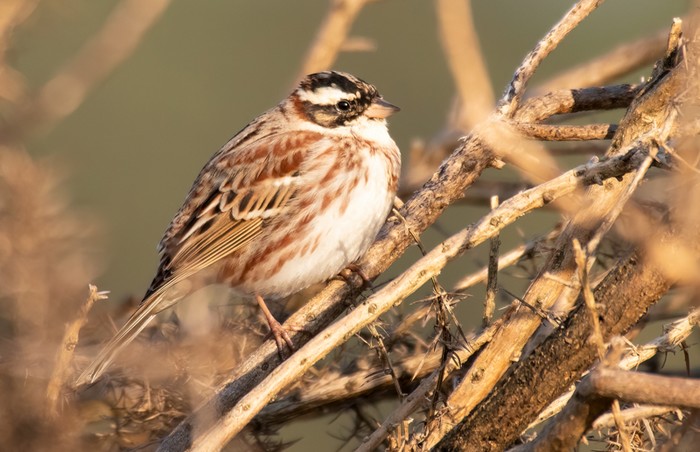 Rustic Bunting