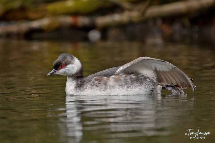 Slavonian Grebe
