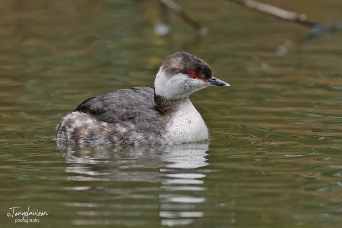Slavonian Grebe