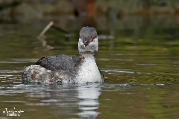 Slavonian Grebe