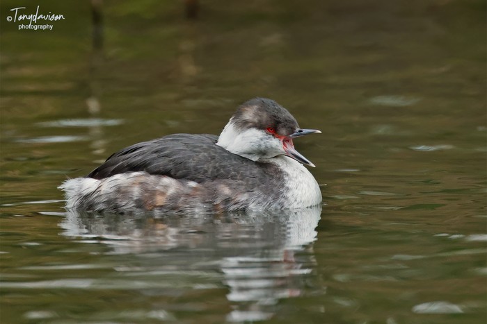 Slavonian Grebe