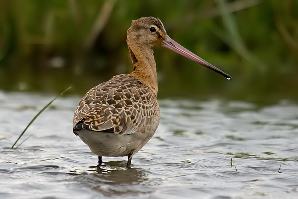 Black-tailed Godwit