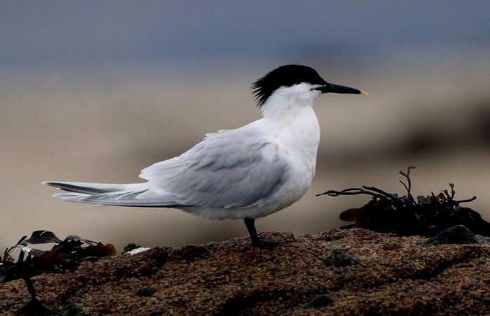 Sandwich Tern