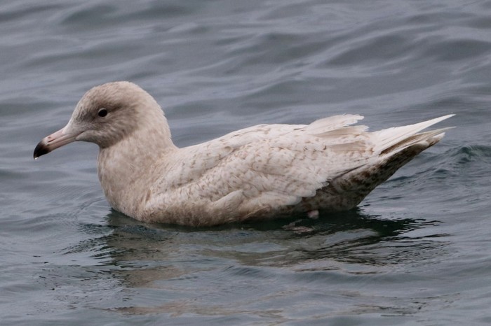 Glaucous Gull