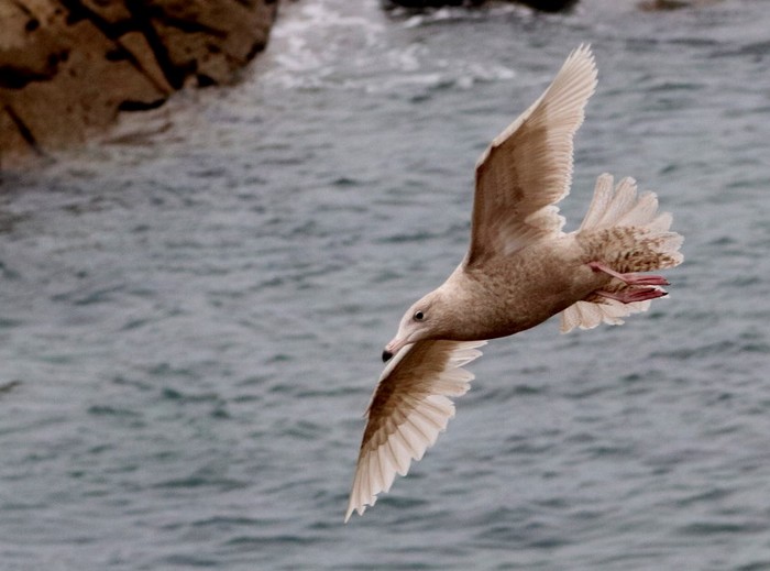 Glaucous Gull