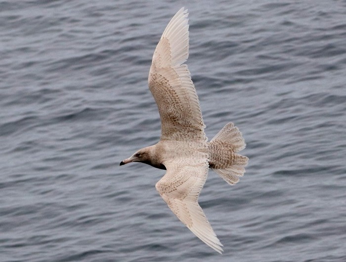 Glaucous Gull