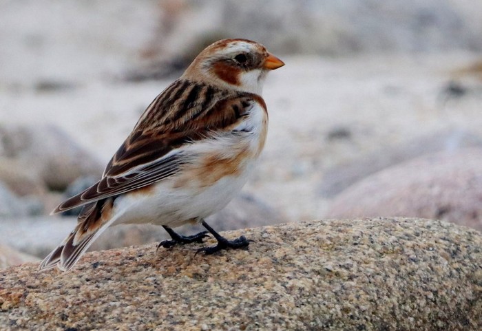 Snow Bunting