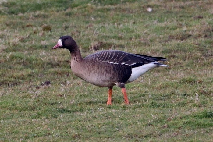 Russian White-fronted Goose