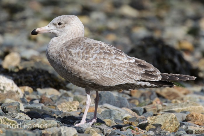 American Herring Gull