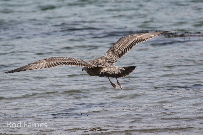 American Herring Gull