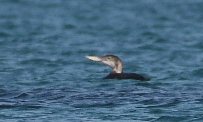White-billed Diver