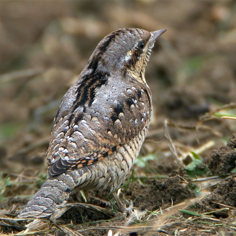 Wryneck