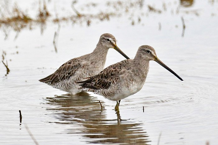 Long-billed Dowitcher