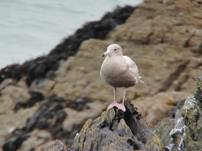 Glaucous Gull