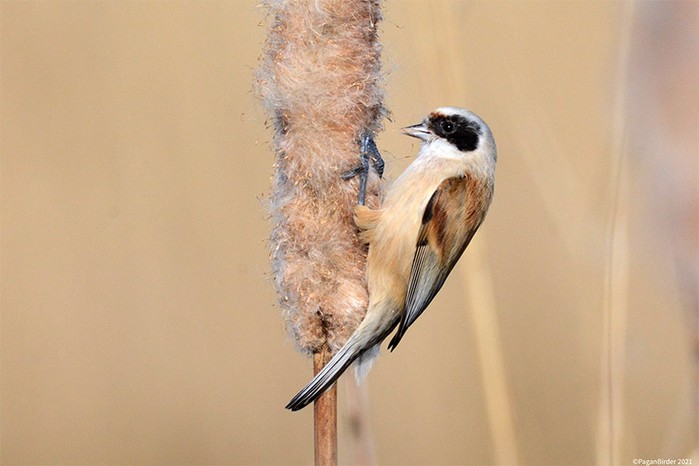 Penduline Tit