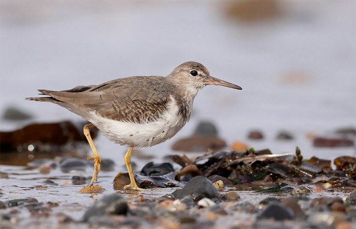 Spotted Sandpiper