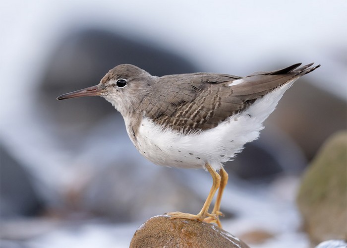 Spotted Sandpiper
