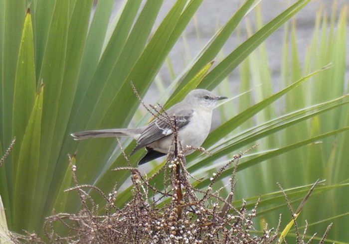 Northern Mockingbird
