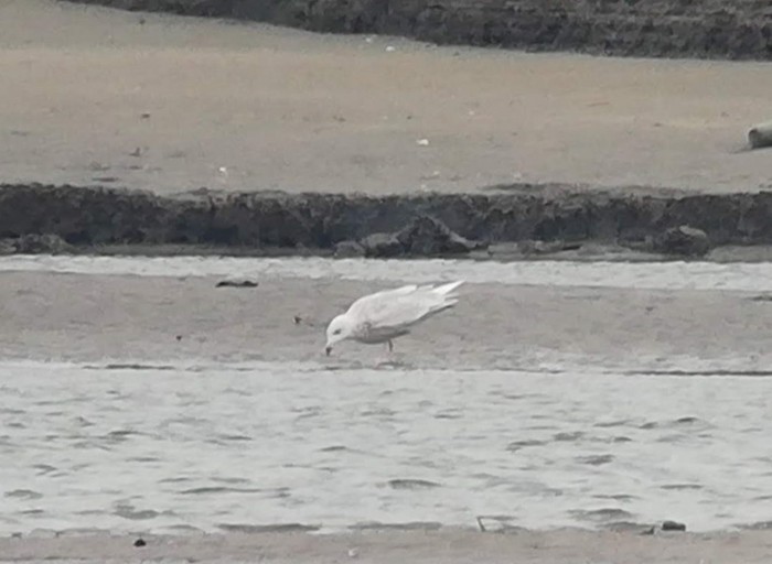 Iceland Gull