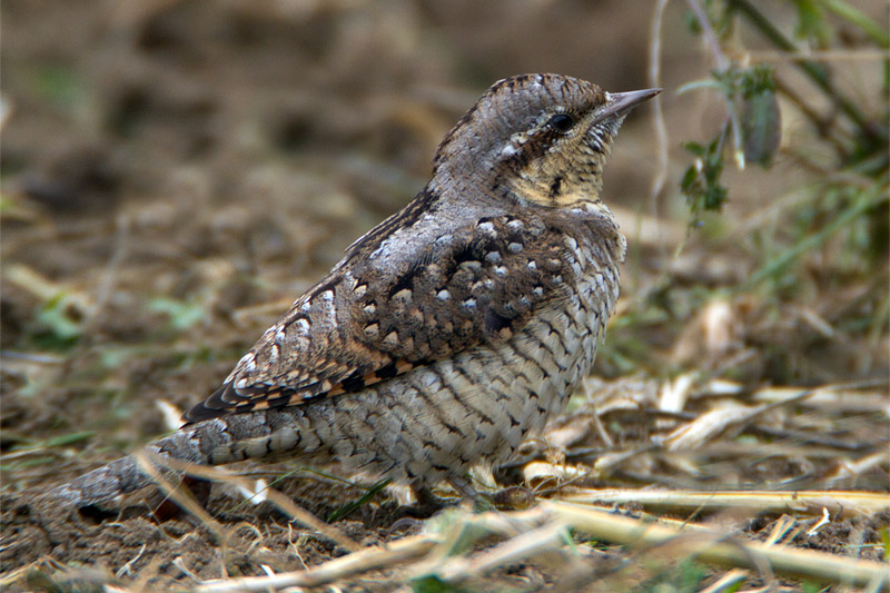 Wryneck