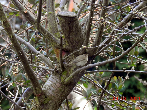 Chiffchaff
