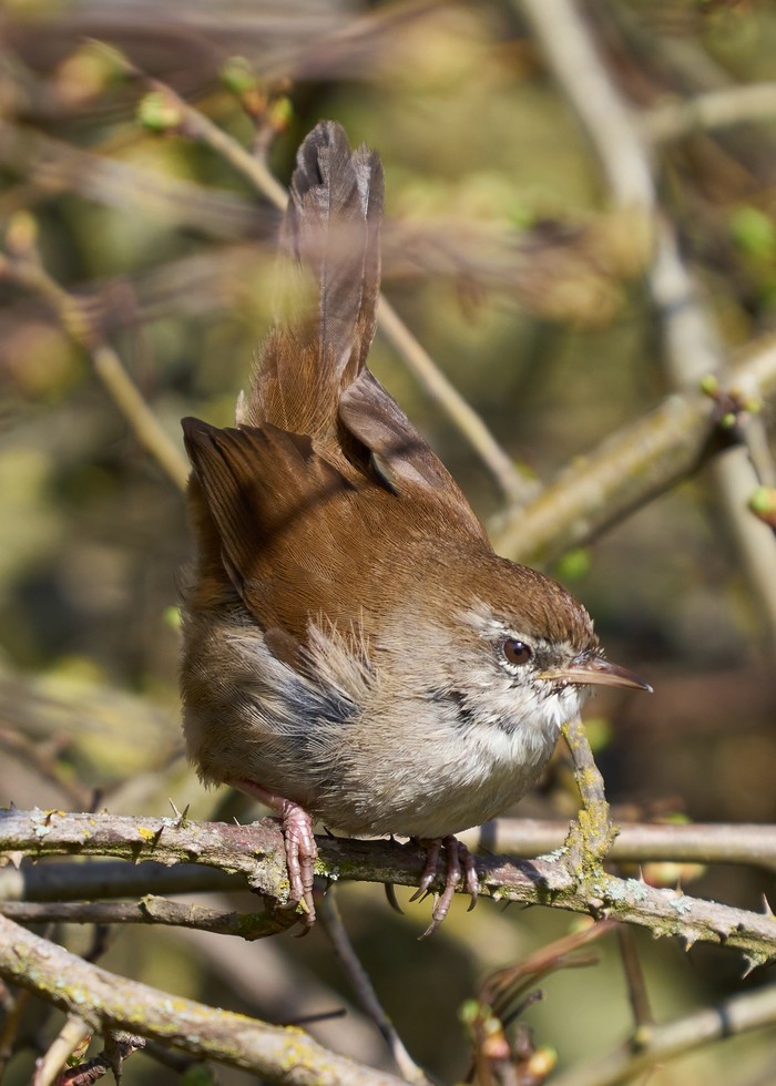 Cetti's Warbler