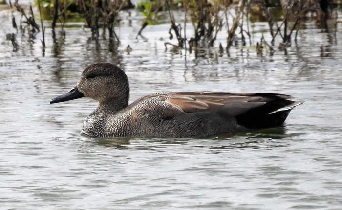 Gadwall