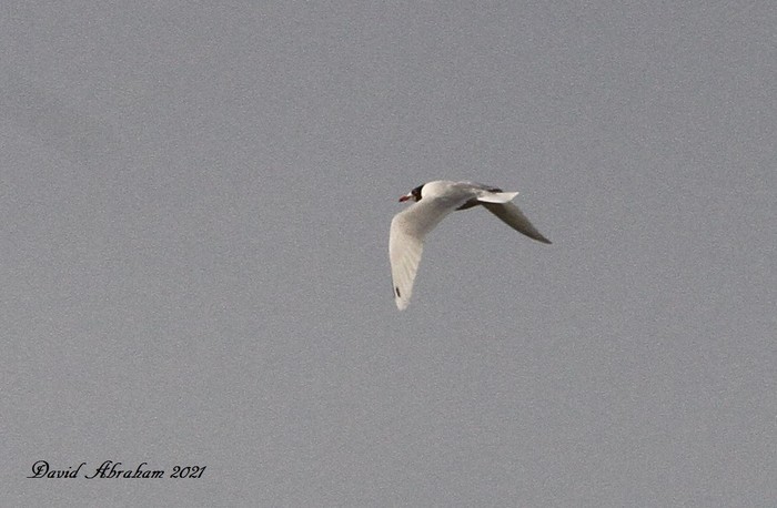 Mediterranean Gull
