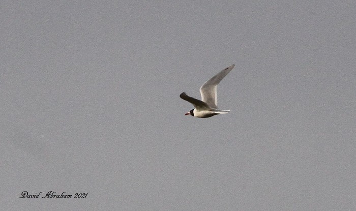 Mediterranean Gull