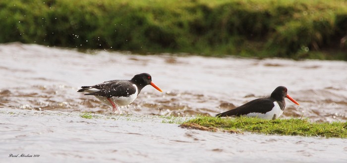 Oystercatcher