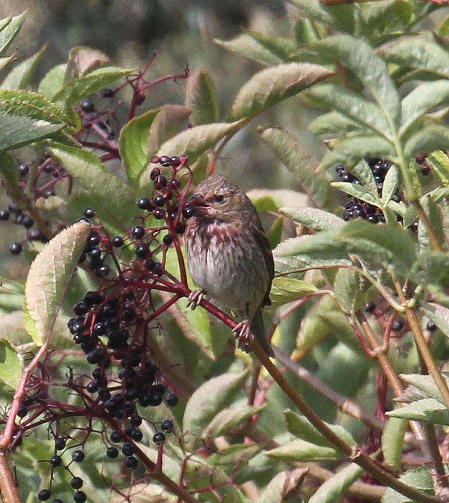 Common Rosefinch