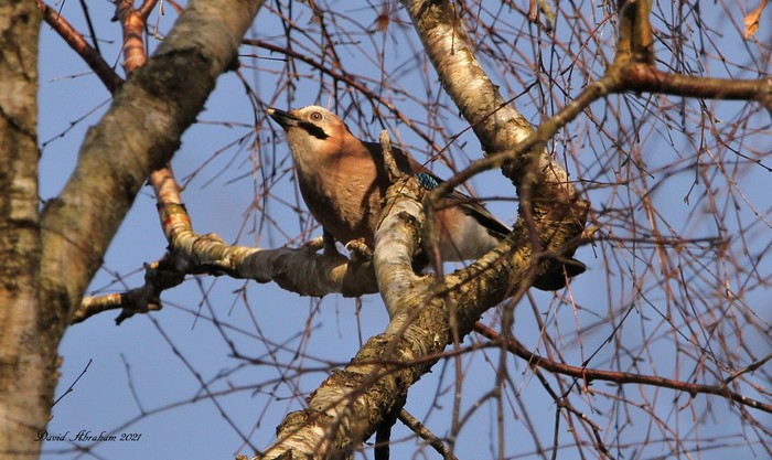 Jay